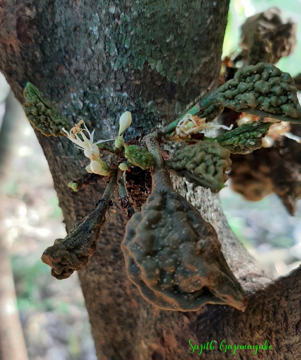 Cynometra cauliflora L.